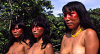 Matses Galer�a de Fotos